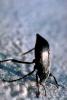 Stink Bug, F  Pentatomidae, White Sands National Monument, New Mexico, OEHV01P05_14B.3302