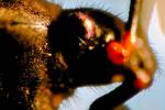 Eye of Mikweed Bug, OEHV01P05_17.3302