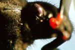Eye of Mikweed Bug, OEHV01P05_18
