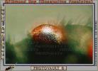 Eye of Mikweed Bug, OEHV01P05_19