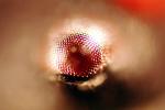 Eye of Mikweed Bug, OEHV01P06_04