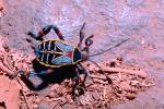Colorful Bug, Tepoztlan, Morelos, Mexico, OEHV01P07_04.3302