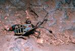 Colorful Bug, Tepoztlan, Morelos, Mexico, OEHV01P07_05.3335