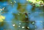 Water Strider, Pond, Water, Heteroptera, Gerromorpha, Gerridae, OEHV01P08_13.0357