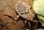 Giant Water Bug with eggs, Male, OEHV01P09_09.0357