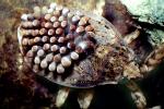 Giant Water Bug with eggs, Male, OEHV01P09_11