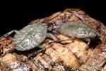 Giant Water Bug, Abedus sp, OEHV01P10_12