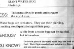 Giant Water Bug, Abedus sp