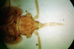 Bed Bug, (Cimex lectularius), Cimicidae, OEHV01P10_19