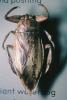 Giant Water Bug, (Benacus deyrolli), Nepomorpha, Belostomatidae, OEHV01P11_04