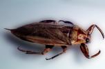 Giant Water Bug, (Benacus deyrolli), Nepomorpha, Belostomatidae, OEHV01P11_17