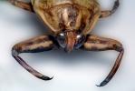 Giant Water Bug, (Benacus deyrolli), Nepomorpha, Belostomatidae, OEHV01P11_19