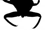 Giant Water Bug silhouette, (Benacus deyrolli), Nepomorpha, Belostomatidae, logo, shape
