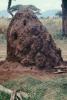 Termite Mound, Hill, OEIV01P01_02B