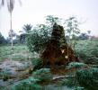 Termite Hill, Nigeria, OEIV01P01_03