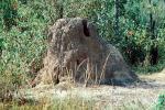 Termite Mound, Hill, OEIV01P01_06B