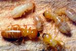 Pacific Dampwood Termite, (Zootermopsis angusticollis), Termopsidae, OEIV01P01_17B