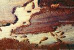 Pacific Dampwood Termite, (Zootermopsis angusticollis), Termopsidae, OEIV01P01_18