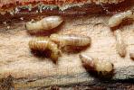 Pacific Dampwood Termite, (Zootermopsis angusticollis), Termopsidae, OEIV01P02_01