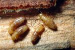 Pacific Dampwood Termite, (Zootermopsis angusticollis), Termopsidae, OEIV01P02_02.0357