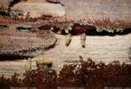 Pacific Dampwood Termite, (Zootermopsis angusticollis), Termopsidae, OEIV01P02_03