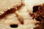 Pacific Dampwood Termite, (Zootermopsis angusticollis), Termopsidae, OEIV01P02_04