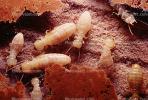 Pacific Dampwood Termite, (Zootermopsis angusticollis), Termopsidae, OEIV01P02_05