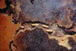 Pacific Dampwood Termite, (Zootermopsis angusticollis), Termopsidae, OEIV01P02_07.0357
