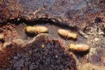 Pacific Dampwood Termite, (Zootermopsis angusticollis), Termopsidae, OEIV01P02_07B