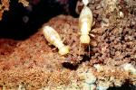 Pacific Dampwood Termite, (Zootermopsis angusticollis), Termopsidae, OEIV01P02_08