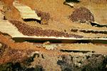 Pacific Dampwood Termite, (Zootermopsis angusticollis), Termopsidae, OEIV01P02_09