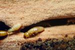 Pacific Dampwood Termite, (Zootermopsis angusticollis), Termopsidae, OEIV01P02_11.0357