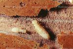 Pacific Dampwood Termite, (Zootermopsis angusticollis), Termopsidae, OEIV01P02_12