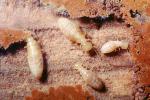 Pacific Dampwood Termite, (Zootermopsis angusticollis), Termopsidae, OEIV01P02_13
