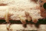 Pacific Dampwood Termite, (Zootermopsis angusticollis), Termopsidae, OEIV01P02_14