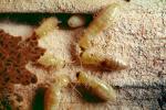 Pacific Dampwood Termite, (Zootermopsis angusticollis), Termopsidae, OEIV01P02_16