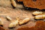 Pacific Dampwood Termite, (Zootermopsis angusticollis), Termopsidae, OEIV01P02_17.0357