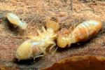 Pacific Dampwood Termite, (Zootermopsis angusticollis), Termopsidae, OEIV01P02_17B