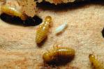 Pacific Dampwood Termite, (Zootermopsis angusticollis), Termopsidae, OEIV01P02_18.0357