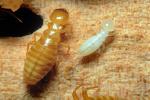 Pacific Dampwood Termite, (Zootermopsis angusticollis), Termopsidae, OEIV01P02_18B
