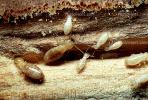 Pacific Dampwood Termite, (Zootermopsis angusticollis), Termopsidae, OEIV01P02_19