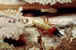 Pacific Dampwood Termite, (Zootermopsis angusticollis), Termopsidae, OEIV01P03_01