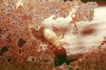 Pacific Dampwood Termite, (Zootermopsis angusticollis), Termopsidae, OEIV01P03_02