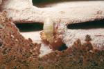 Pacific Dampwood Termite, (Zootermopsis angusticollis), Termopsidae, OEIV01P03_03