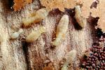Pacific Dampwood Termite, (Zootermopsis angusticollis), Termopsidae, OEIV01P03_04