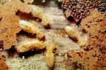 Pacific Dampwood Termite, (Zootermopsis angusticollis), Termopsidae, OEIV01P03_05