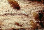 Pacific Dampwood Termite, (Zootermopsis angusticollis), Termopsidae, OEIV01P03_07