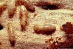 Pacific Dampwood Termite, (Zootermopsis angusticollis), Termopsidae, OEIV01P03_08