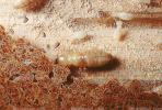 Pacific Dampwood Termite, (Zootermopsis angusticollis), Termopsidae, OEIV01P03_09