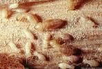 Pacific Dampwood Termite, (Zootermopsis angusticollis), Termopsidae, OEIV01P03_10